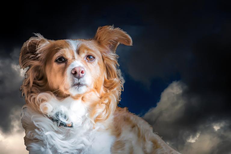 70年属狗2024年运势全攻略