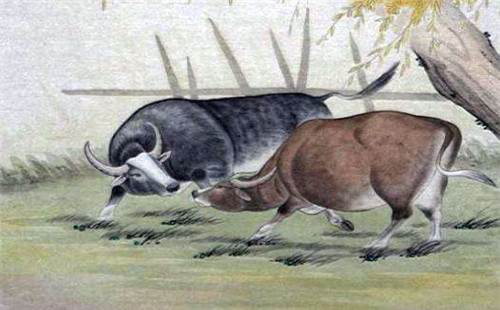 1973年属牛男2024年运势每月运程