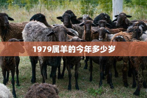 1979属羊男2024年全年运势详解