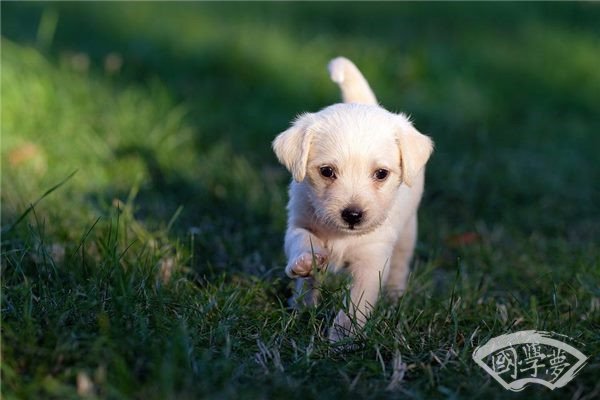 1982属狗男2024年全年运势指南