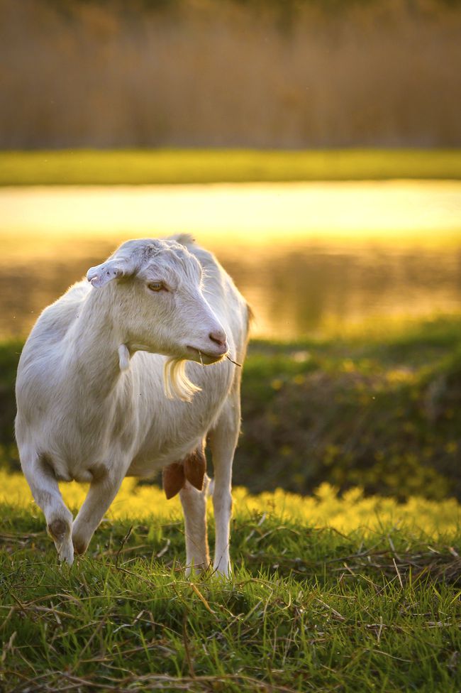 79年属羊的是什么命