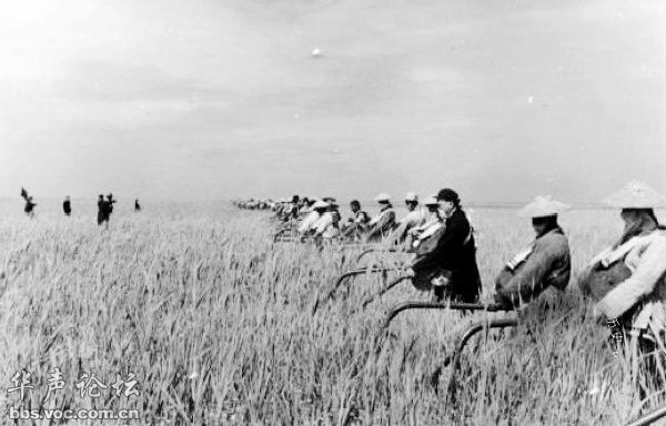 1991年农历9月属羊的女孩命运怎样