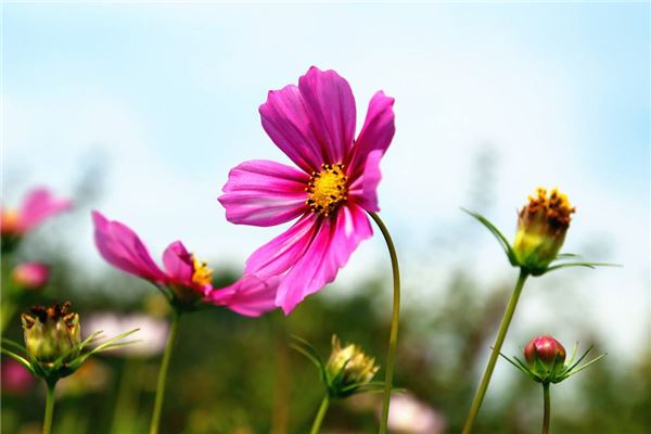 属马的今年运势和财运怎么样