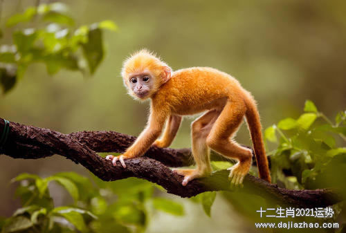 五月份运势运程