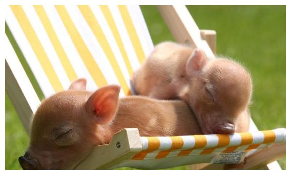 71年属猪的2024年的运势如何