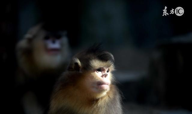 1980年属猴女2024年的运势及运程