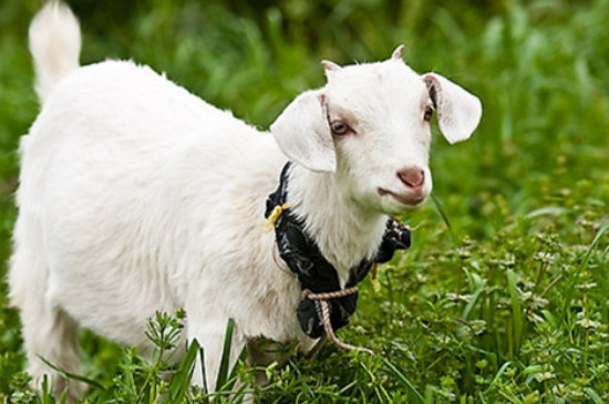 1979年属羊的女人2024年全年运势