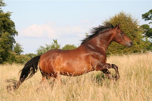 1990年属马2022年运势如何