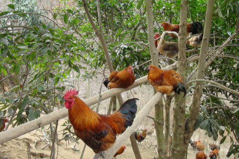 2024属鸡大忌颜色