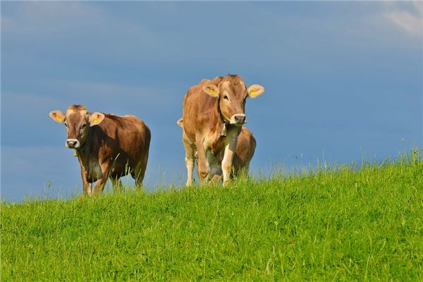 1973年属牛的是什么命