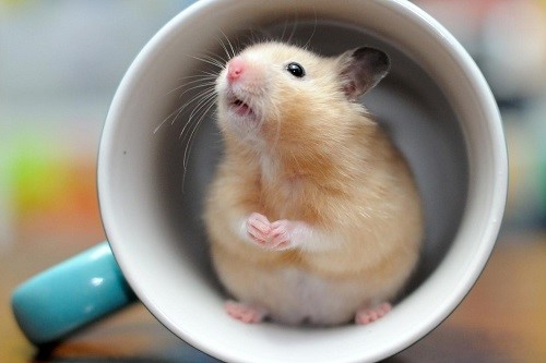 84年属鼠男2024年运势及运程详解