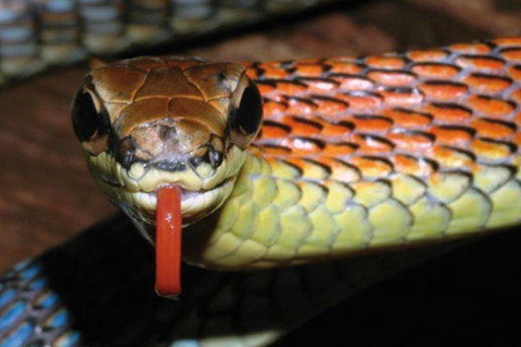 属蛇人2025运势及运程如何