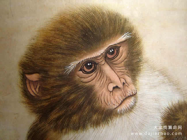 属猴人明年运气如何