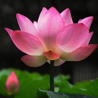 属鼠2025年运势及运程1984年出生