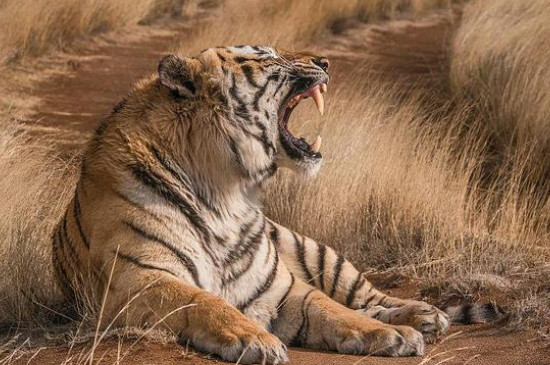 属虎的2024年的运势怎么样