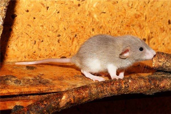 72年属鼠女命2024年运势运程详解