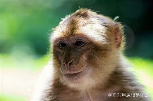 1995年属猪女2024年运势及每月运势