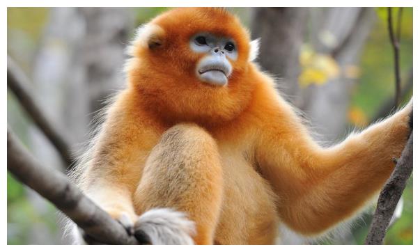 什么属相旺猴的财运