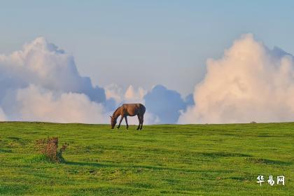 属马买什么颜色的车最吉利