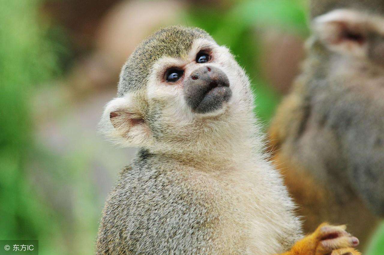 1992年属猴是什么命