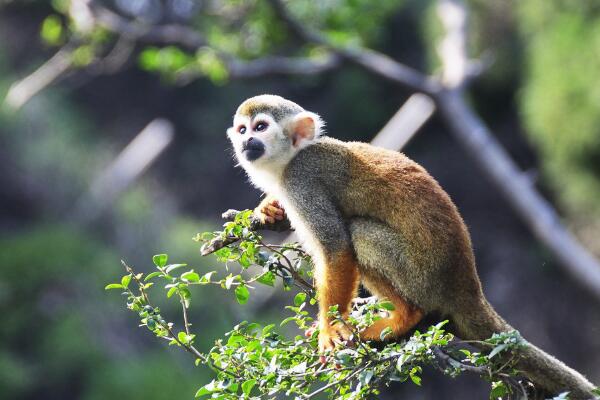 属猴的幸运数字