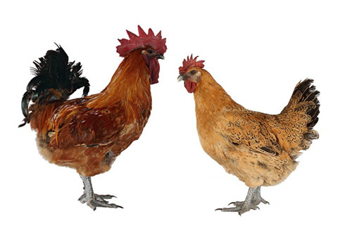 属鸡2021年运势及运程