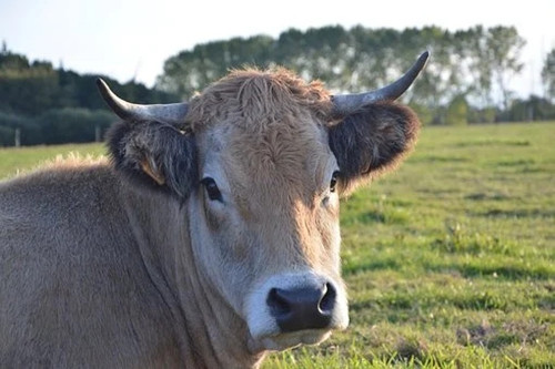 85年属牛的婚姻
