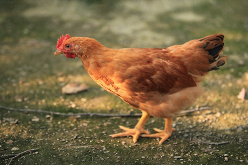 属鸡2021年农历9月运势及运程