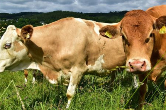 属牛1985是什么命