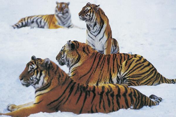 属虎人2024年最大的劫难