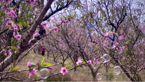 生肖属鸡2020年综合运势