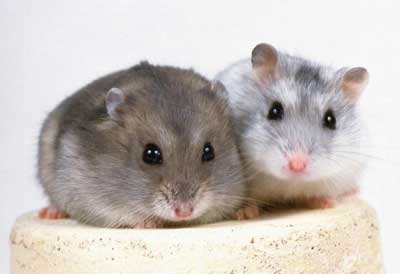 1967年属羊人是什么命