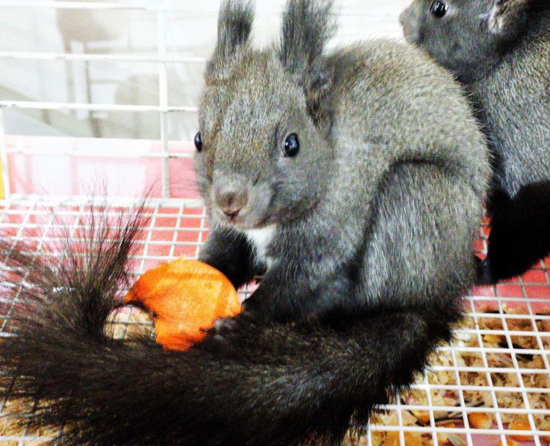 2020年鼠年出生的人是什么命