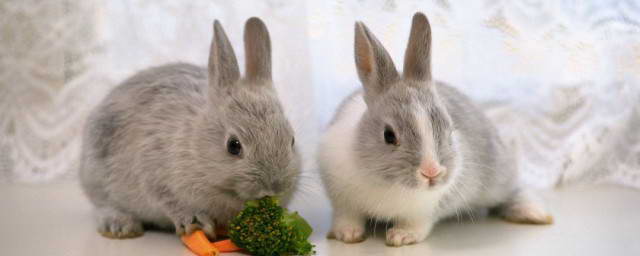 1987年属蛇是什么命