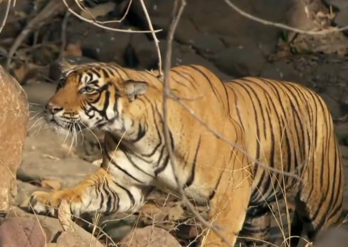 属虎人的星座性格全解