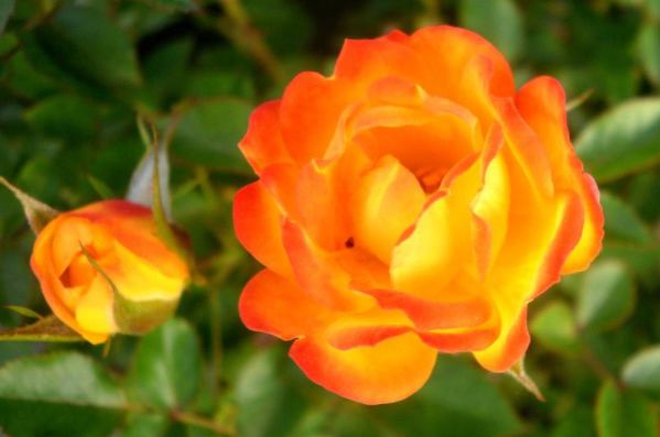 57年属鸡人2024年每月运势全览