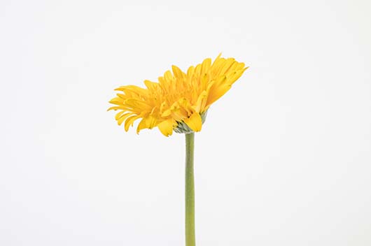 2024年属牛运势综览