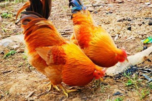 属鸡人今日偏财运势