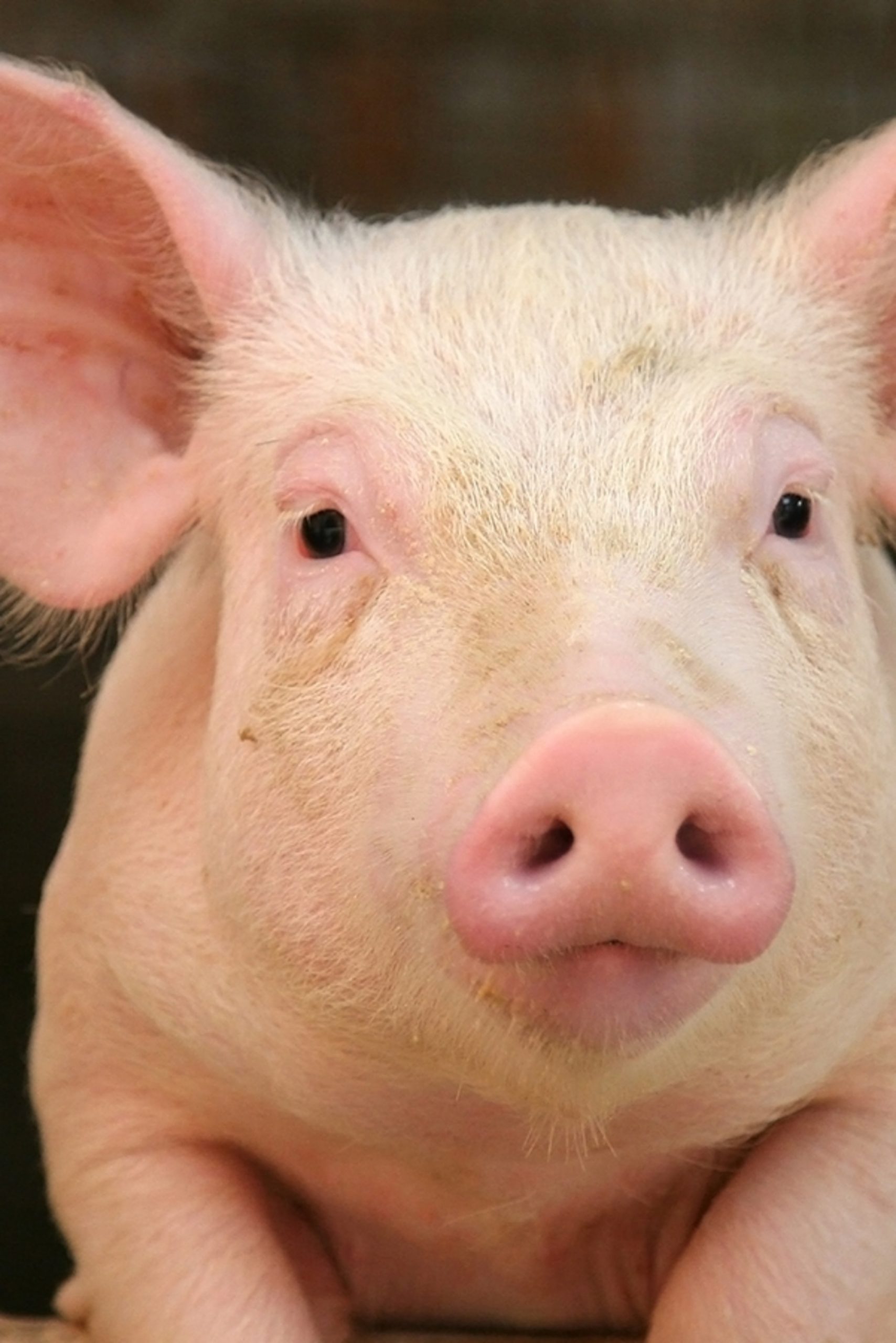 pig