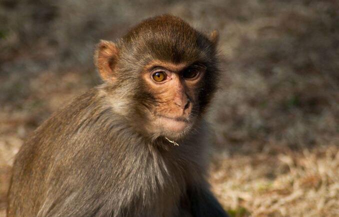 属猴每日运势及2020年每月运势