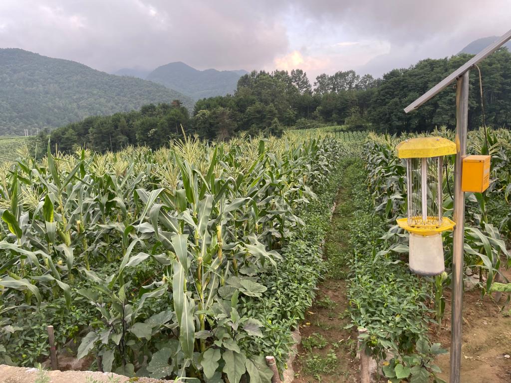 1987年农历阳历表