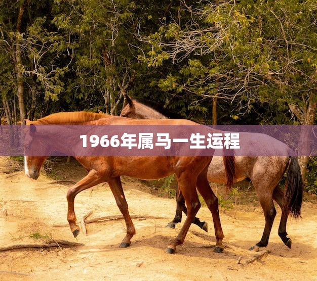 1966年属什么生肖