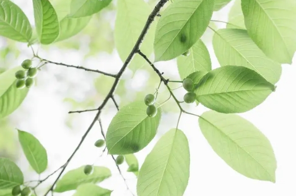 属虎人今天打麻将方位解析