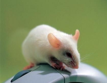 生肖龙2024年运势及运程