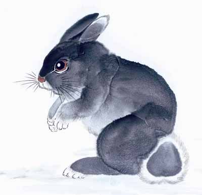 1975年属兔的是什么命