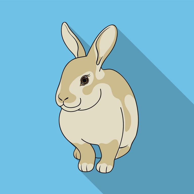 揭秘属兔者的真实性