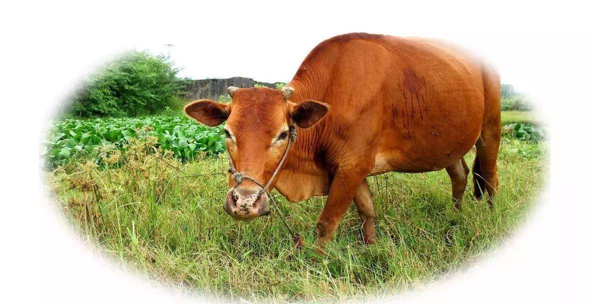 1973年属牛最宜配偶