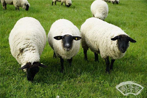 1955年属什么生肖