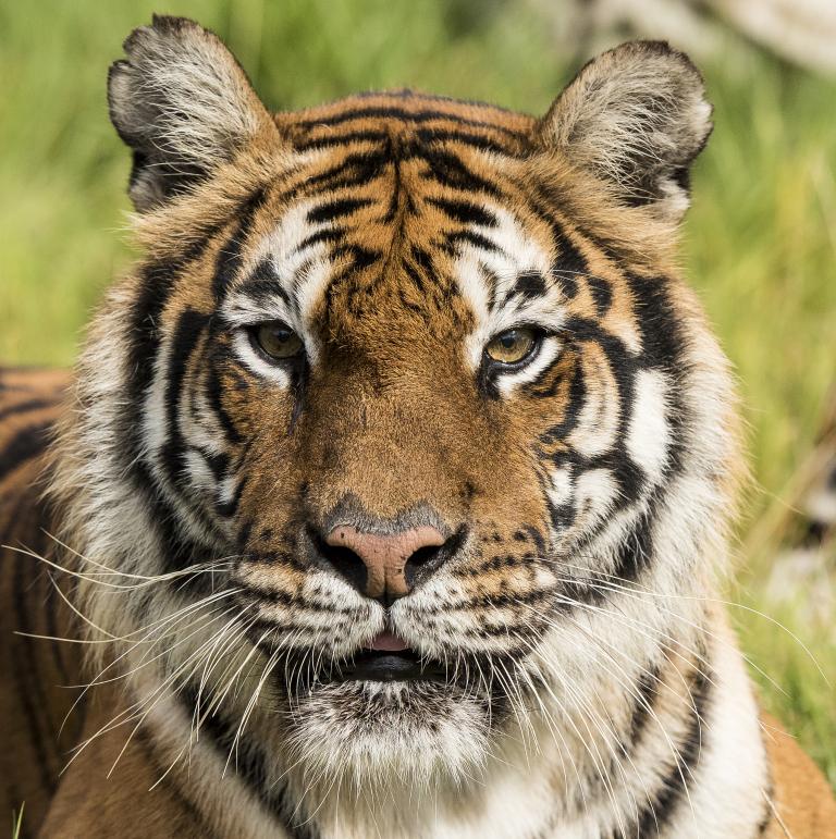 86年的虎在2025年的运势