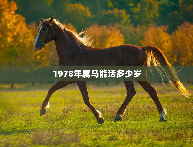 1978年属马的是什么命